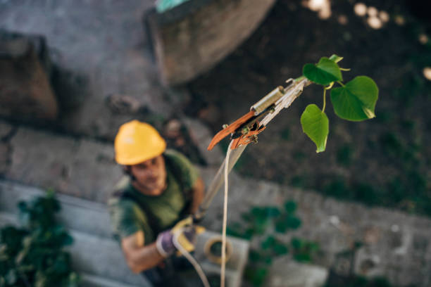 Best Arborist Services Near Me  in Blaine, TN